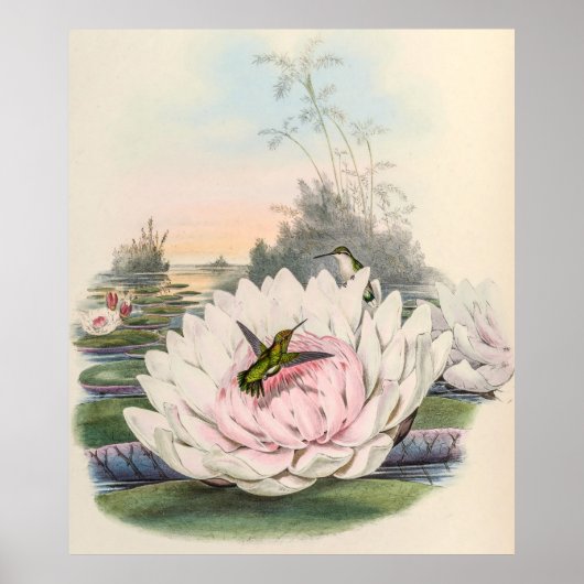  vogelstand door John Gould Poster (Voorkant)