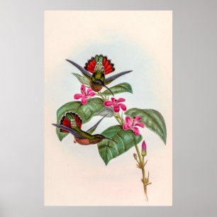 vogelstand door John Gould Poster