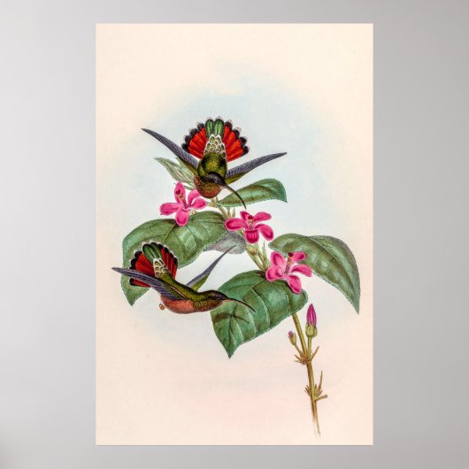 vogelstand door John Gould Poster (Voorkant)
