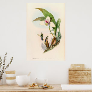 vogelstand door John Gould Poster