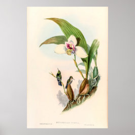 vogelstand door John Gould Poster