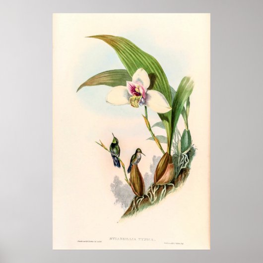  vogelstand door John Gould Poster (Voorkant)