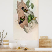 vogelstand door John Gould Poster (Keuken)