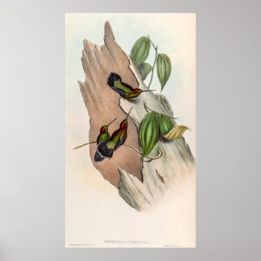 vogelstand door John Gould Poster (Voorkant)