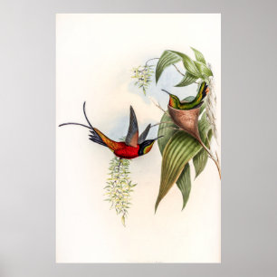  vogelstand door John Gould Poster
