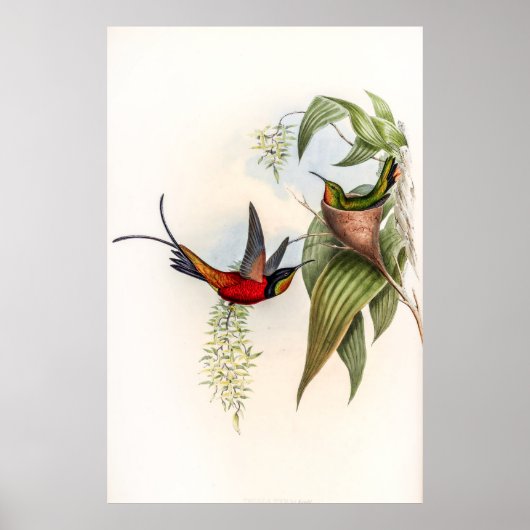  vogelstand door John Gould Poster (Voorkant)