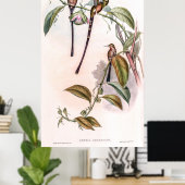  vogelstand door John Gould Poster (Thuiskantoor)