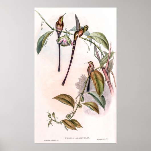  vogelstand door John Gould Poster (Voorkant)