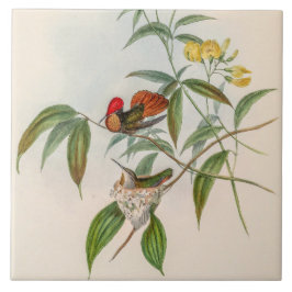  vogelstand door John Gould Tegeltje