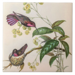  vogelstand door John Gould Tegeltje
