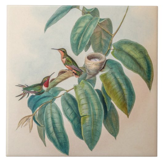  vogelstand door John Gould Tegeltje (Voorkant)