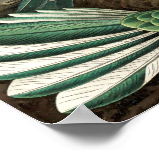  vogelstand poster (Hoek)