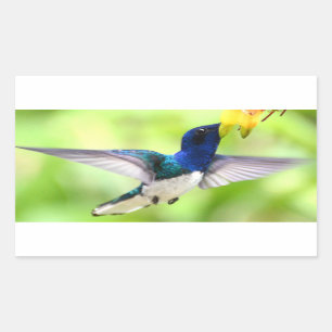 Vogelstickers Rechthoekige Sticker