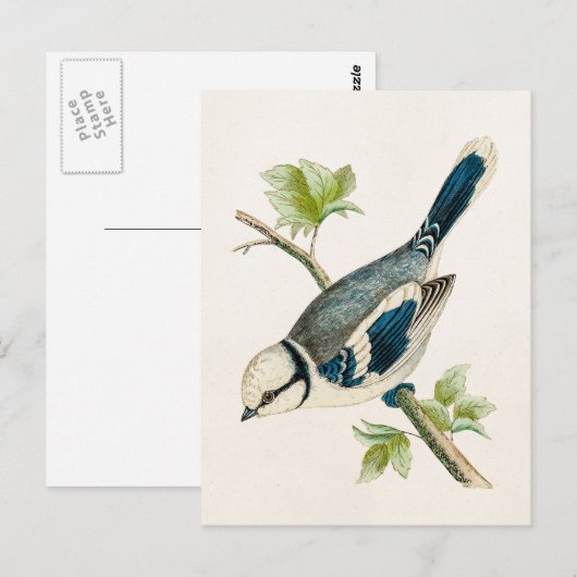  vogeltrekvogels van 1800 briefkaart (Voorkant / Achterkant)