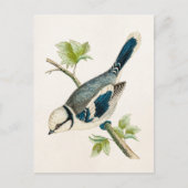  vogeltrekvogels van 1800 briefkaart (Voorkant)