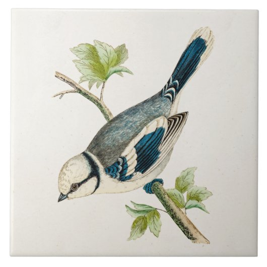 vogeltrekvogels van 1800 tegeltje (Voorkant)