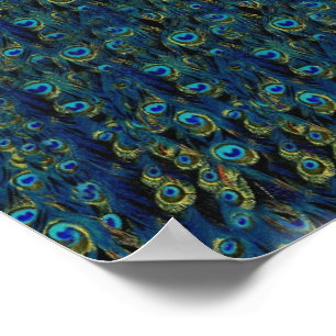   vogelvangbeestje poster