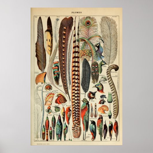 vogelvanger - plug-wandkunstdecor poster (Voorkant)