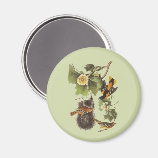  vogelverschrikkingen orropial Oriole Magnet (Voorkant / Achterkant)