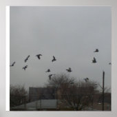 Vogelvliegend Poster (Voorkant)