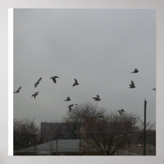 Vogelvliegend Poster (Voorkant)