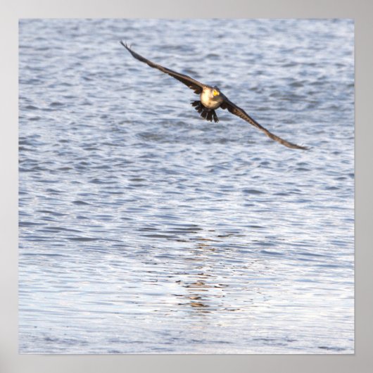 Vogelvliegend Poster (Voorkant)