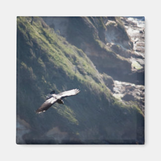 VOGELVLIEGMAGNEET MAGNEET