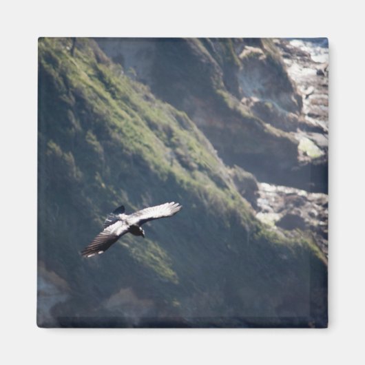 VOGELVLIEGMAGNEET MAGNEET (Voorkant)