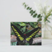 Vogelvlinder, Trogonoptera brookiana, Malays Briefkaart (Staand voorkant)