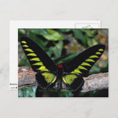 Vogelvlinder, Trogonoptera brookiana, Malays Briefkaart (Voorkant / Achterkant)