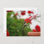 Vogelvoeding Briefkaart (Voorkant / Achterkant)