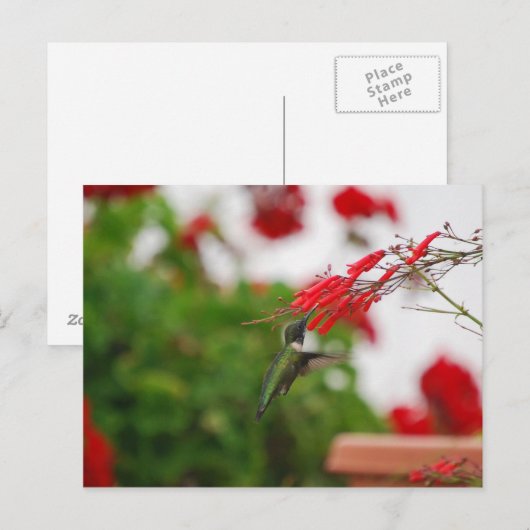 Vogelvoeding Briefkaart (Voorkant / Achterkant)