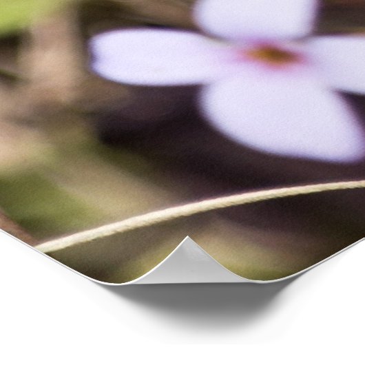 Vogelvoetzool met Poster van blauwe bloem (Hoek)