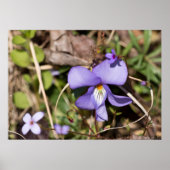 Vogelvoetzool met Poster van blauwe bloem (Voorkant)