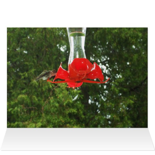 Vogelvogel in voeder (Binnen Horizontaal (Boven))