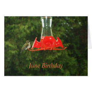 Vogelvogel in voeder