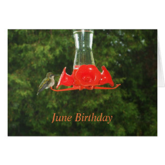 Vogelvogel in voeder