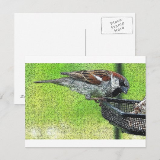 Vogelvogel in voeder briefkaart (Voorkant / Achterkant)