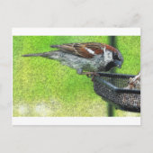 Vogelvogel in voeder briefkaart (Voorkant)