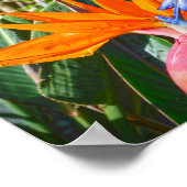 Vogelvogel van de Paradijsbloem Poster (Hoek)