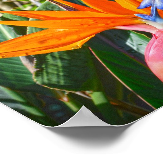 Vogelvogel van de Paradijsbloem Poster (Hoek)