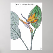 Vogelvogel van de Paradijsbloem Poster (Voorkant)