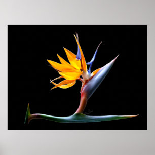 Vogelvogel van de Paradijsbloem Poster