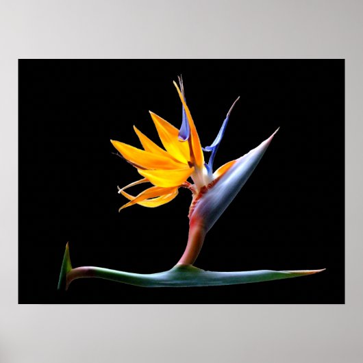 Vogelvogel van de Paradijsbloem Poster (Voorkant)