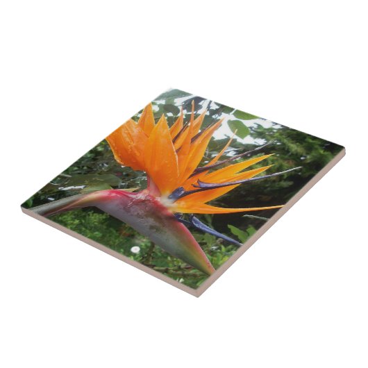 Vogelvogel van de Paradijsbloem Tegeltje (Zijkant)