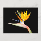 Vogelvogel van het Briefkaart van het Paradise-Pla (Voorkant)