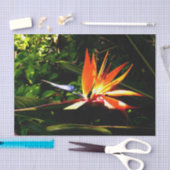 Vogelvogel van het paradijse bloemenpapier tissuepapier (Craft)