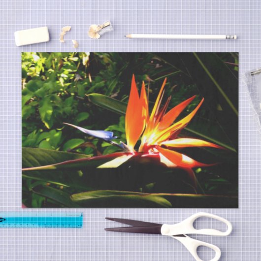 Vogelvogel van het paradijse bloemenpapier tissuepapier (Craft)