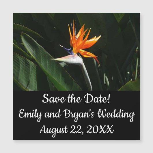 Vogelvogel van het Paradise Oranje Tropische Bloem (Voorkant)