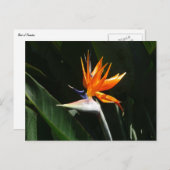 Vogelvogel van het Paradise Oranje Tropische Bloem Briefkaart (Voorkant / Achterkant)